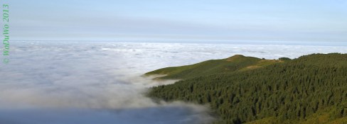 Wolkenmeer geht über in Wald / Madeira