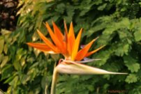 Paradiesvogelblume / Strelitzia reginae / Papageienblume