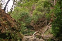 Wildromantischer Wanderweg an einer Levada entlang / Madeira
